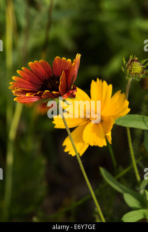 Indian Blanket in front of a Coreopsis in a field of wild flowers. Stock Photo