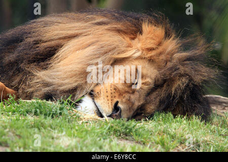 Lion sleeping at Adelaide Zoo in Australia Stock Photo