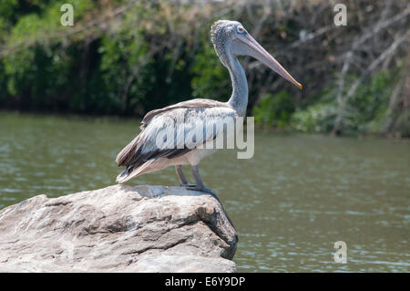 Spot-billed pelican or Grey pelican (Pelecanus philippensis) Stock Photo