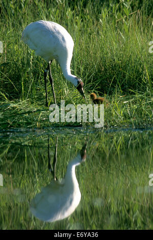 Captive whooping crane with chick Stock Photo