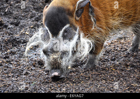 Closeup of Red River Hog taken in local zoo Stock Photo