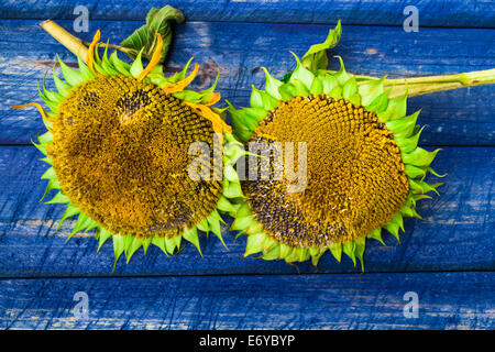 Two yellow sunflowers on a painted fence Stock Photo