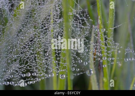 Spiders web covered in dew. Dunsdon national  nature reserve Devon Wildlife Trust site North Devon Engalnd. Stock Photo