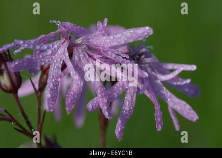 Dew on Ragged robin Lychnis flos-cuculi at Devon Wildlife Trusts Dunsdon National Nature Reserve in North Devon England Stock Photo