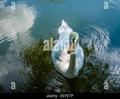 White swan is swimming among the clouds Stock Photo