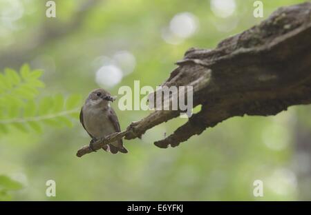 Female Pied flycatcher Ficedula hypoleuca on branch in Yarner Woods National Nature reserve in Devon England Stock Photo