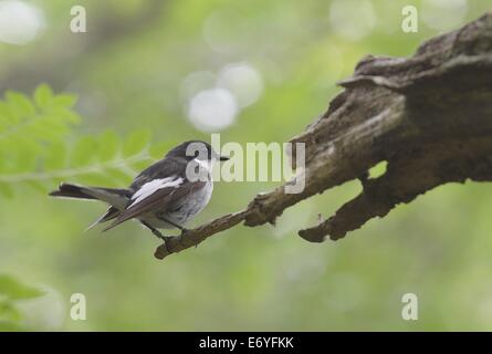 Male Pied flycatcher Ficedula hypoleuca on branch in Yarner Woods National Nature reserve in Devon England Stock Photo