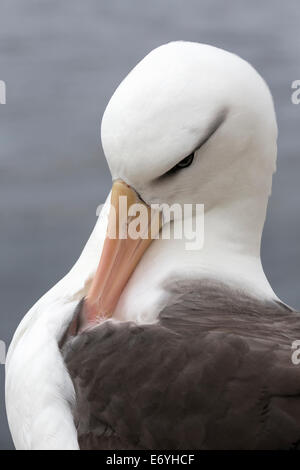 Black browed Albatross preening Stock Photo