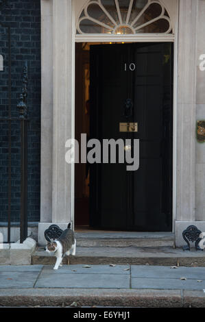 London, UK. 2nd Sept, 2014. Chancellor George Osborne's cat Freya out and about in Downing Street, on Tuesday September 2, 2014. Stock Photo