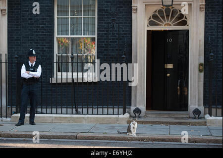 London, UK. 2nd Sept, 2014. Chancellor George Osborne's cat Freya out and about in Downing Street, on Tuesday September 2, 2014. Credit:  Heloise/Alamy Live News Stock Photo