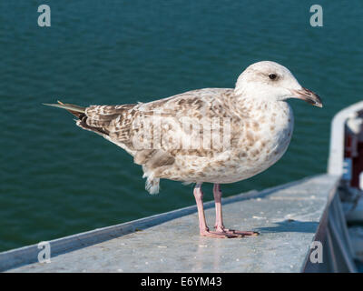 A juvenile Herring Gull (Larus argentatus) standing on a rail, with a background of the sea Stock Photo
