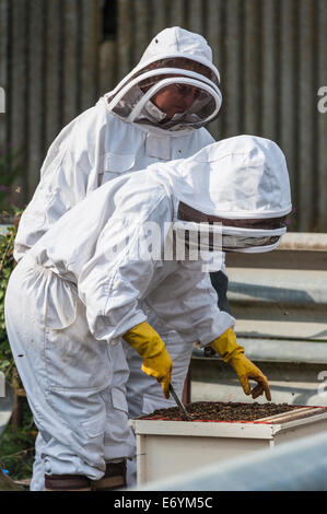 Two female bee-keepers, dressed in protective gear, working on their beehive. They are checking the brood box for hive health.