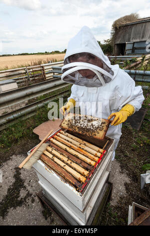 A woman beekeeper, dressed in protective clothing, looking after one of her bee hives Stock Photo