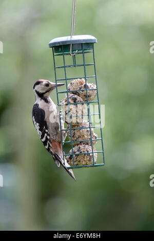 A juvenile Great Spotted Woodpecker feeding on fat balls in a Cambridge garden, England, UK. Stock Photo