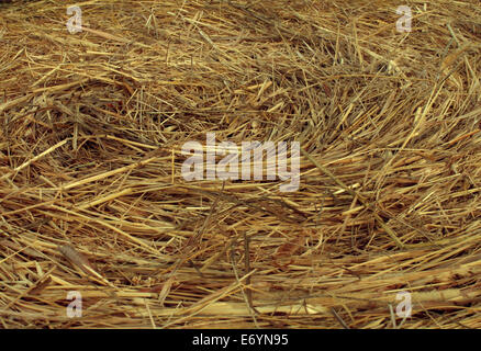 Hay Circular Texture background as an angled view of a circle bale of hay as an agriculture farm and farming symbol of harvest time with dried grass straw as a bundled tied haystack. Stock Photo