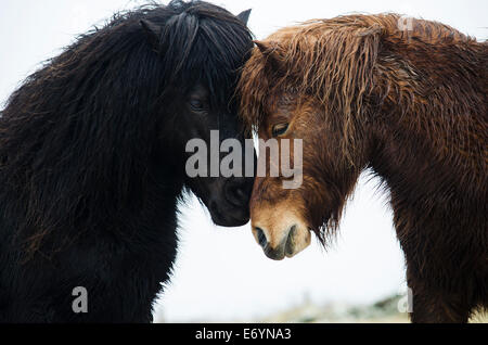 Colour image of two Shetland ponies greeting one another between Lizard Point and Kynance Cove, Cornwall. Stock Photo