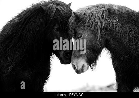 Black and White image of two Shetland ponies greeting one another between Lizard Point and Kynance Cove, Cornwall. Stock Photo