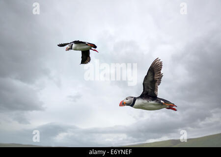 Atlantic Puffin, Fratercula artica in flight, Borgarfjordur, Iceland Stock Photo