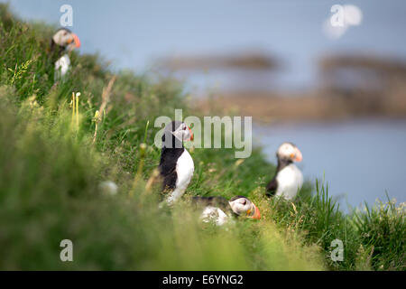 Atlantic Puffin, Fratercula artica in Borgarfjordur, Iceland