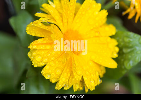 Summer rain drops on a Garden plant Marigold yellow flower Stock Photo