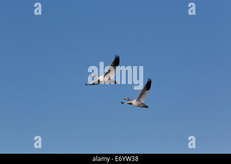 USA, New Mexico, Bosque del Apache National Wildlife Refuge, Lesser Snow Geese (Latin: C. C. Caerulescens) Stock Photo