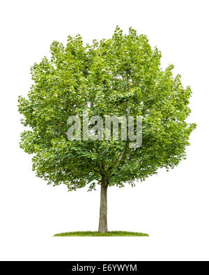 isolated maple tree on a white background Stock Photo