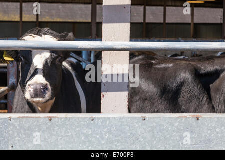 Cow looking out from a cattle pen or animal stall at Melton Mowbray Cattle Market, Leicestershire, England, UK Stock Photo