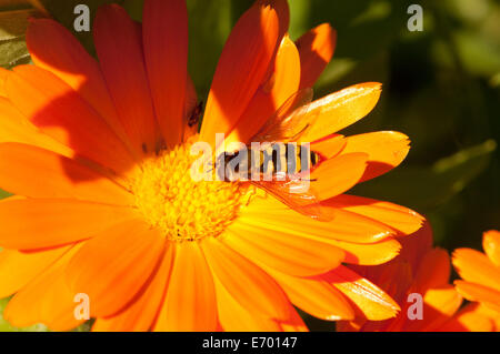 Hoverfly feeding on Calendula flower Stock Photo