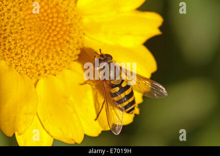 Hoverfly resting on Corn Marigold Flower Stock Photo