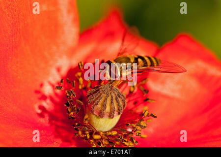 Hoverfly feeding on red poppy flower Stock Photo