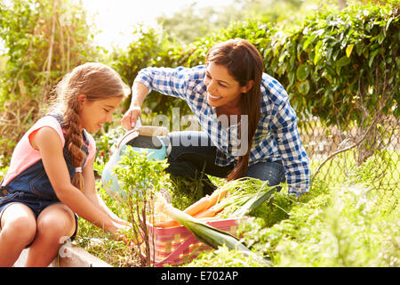 Mother And Daughter Working On Allotment Together Stock Photo