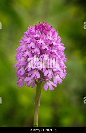 Pyramidal Orchid (Anacamptis pyramidalis) Stock Photo