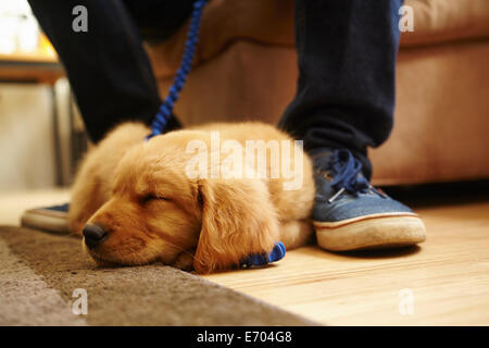 Labrador puppy asleep at feet Stock Photo