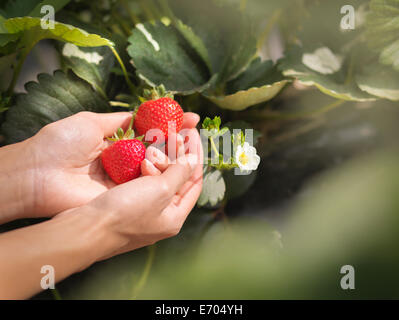 Close up of hands holding strawberries on fruit farm