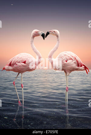 Portrait of two pink flamingoes standing face to face in sea at sunset Stock Photo