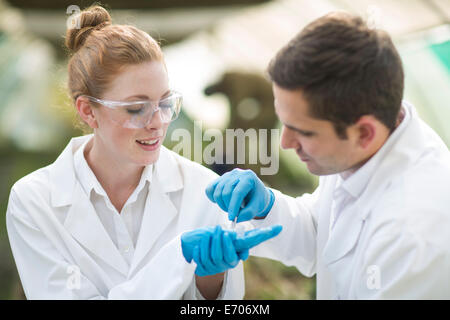Male and female scientists looking at leaf sample in petri dish Stock Photo