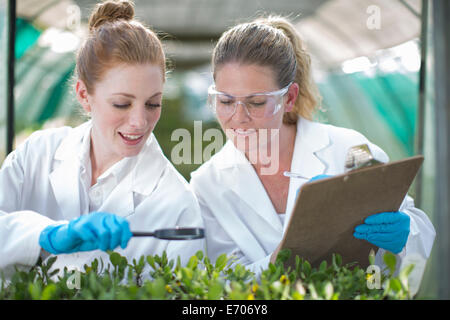 Two female scientists monitoring plant samples and recording data Stock Photo