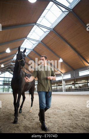 Male stablehand leading horse in indoor paddock Stock Photo