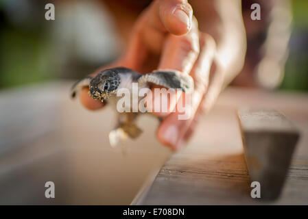 Mid adult male holding sea turtle, focus on sea turtle Stock Photo