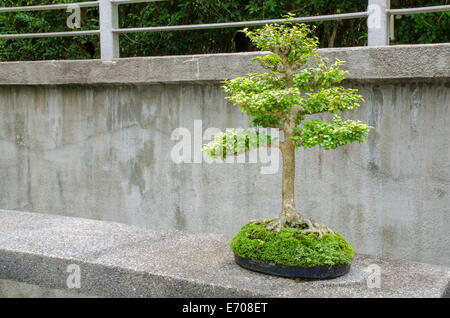 Bonsai in the botanic garden in Singapore Stock Photo