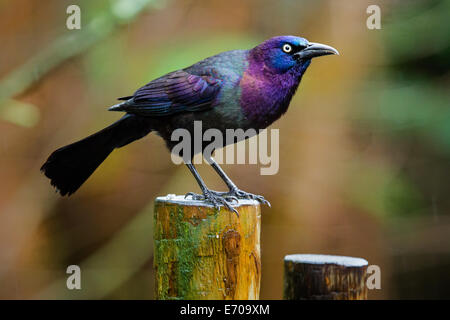 Common Grackle (Quiscalus quiscula) with an irridescent shimmer. Stock Photo