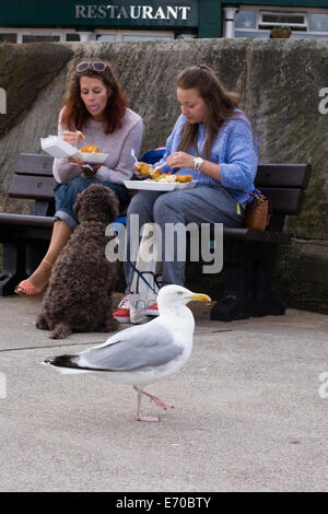 Larus argentatus. Herring Gull waiting for Fish and Chip scraps on the pier at Whitby. Stock Photo