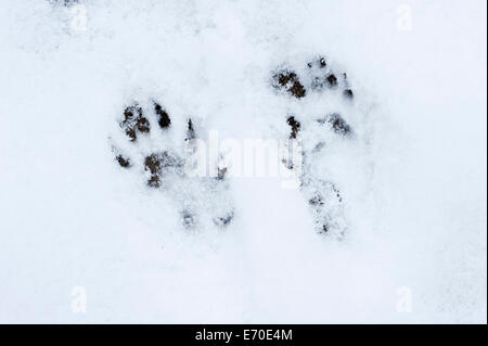 Raccoon tracks in the snow Stock Photo: 133197029 - Alamy