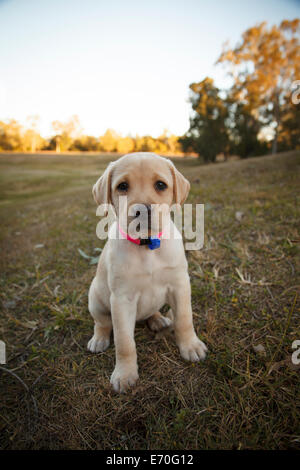 An eight week old golden labrador puppy at the park. Stock Photo