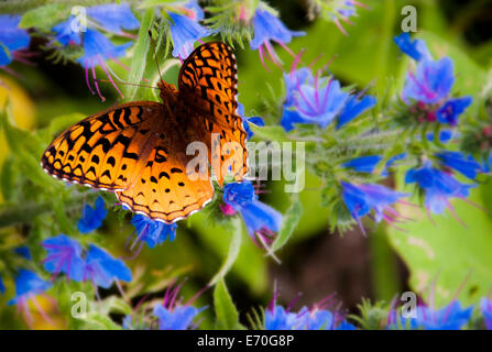 Great Spangled Fritillary butterfly on Spruce Knob in Monongahela National Forest, West Virginia. Stock Photo