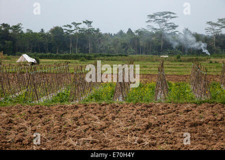 Borobudur, Java, Indonesia. Preparing Fields to Plant Tobacco. Burning ...