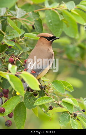 Cedar Waxwing bird songbird in Serviceberry Tree vertical Ornithology Science Nature Wildlife Environment Stock Photo