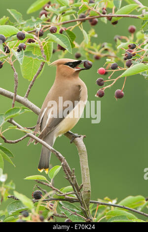 Cedar Waxwing bird songbird in Serviceberry Tree vertical Ornithology Science Nature Wildlife Environment Stock Photo