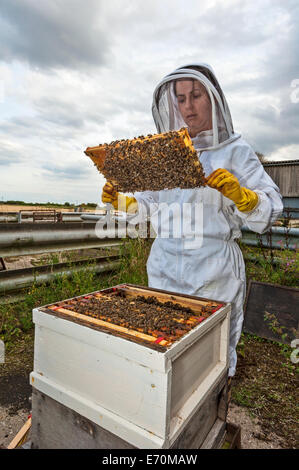 A woman beekeeper checking a frame from the brood box of her beehive, to check on the health of the colony and the queen