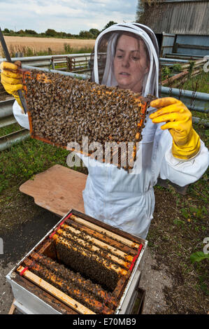 A woman beekeeper, dressed in protective clothes, examining a frame of bees, checking for health and honey production Stock Photo